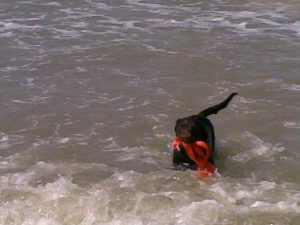 Labrador in Wasser