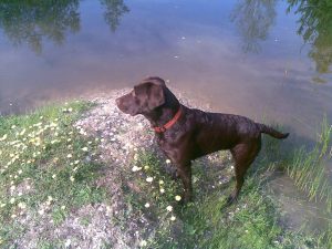 Labrador an Wasser