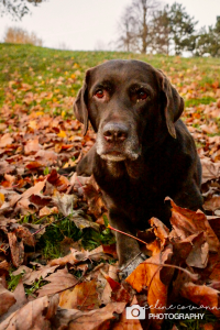 brauner Labrador im Laub